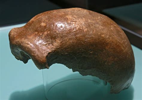 neanderthal skull found.